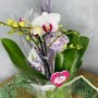 Orchidée Phalaenopsis dans son pot "Exquise Orchys"